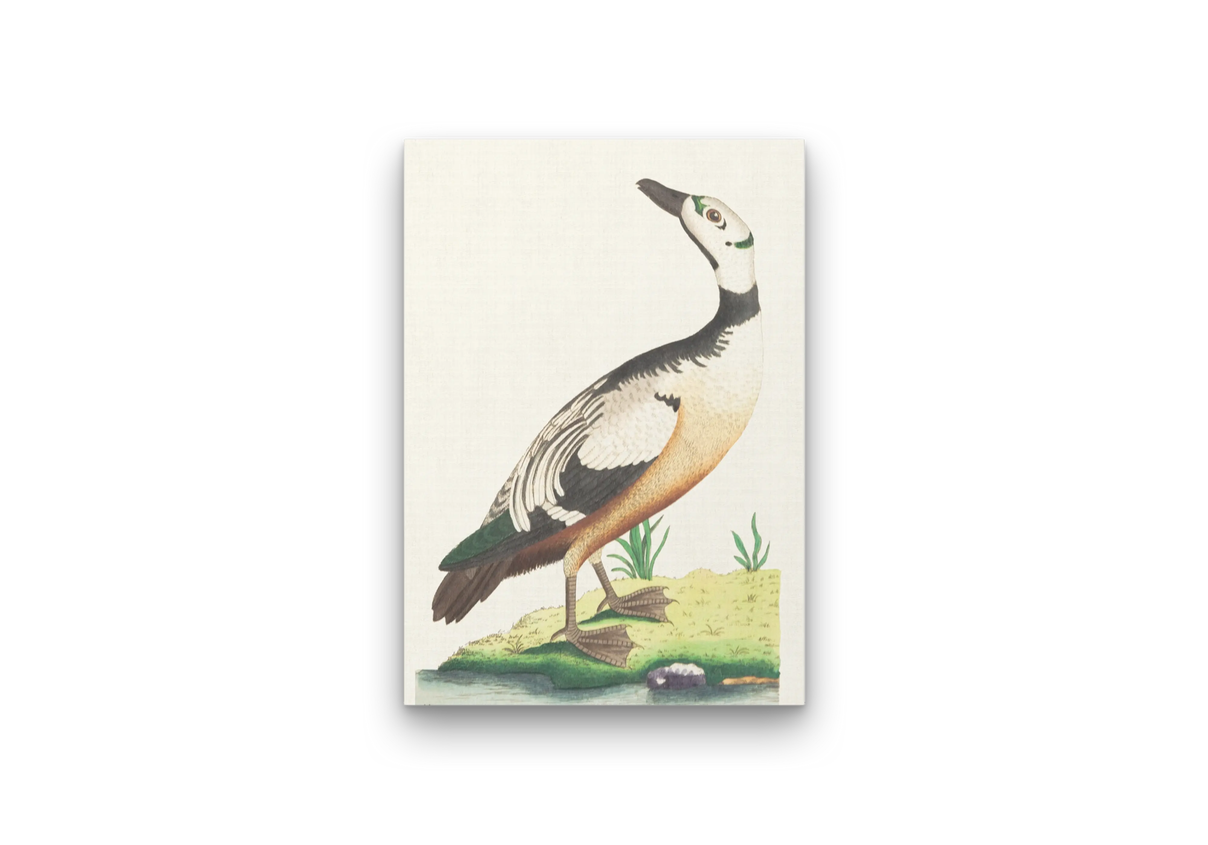 The Western Duck Canvas Art – Classic Vintage Waterfowl Illustration Print