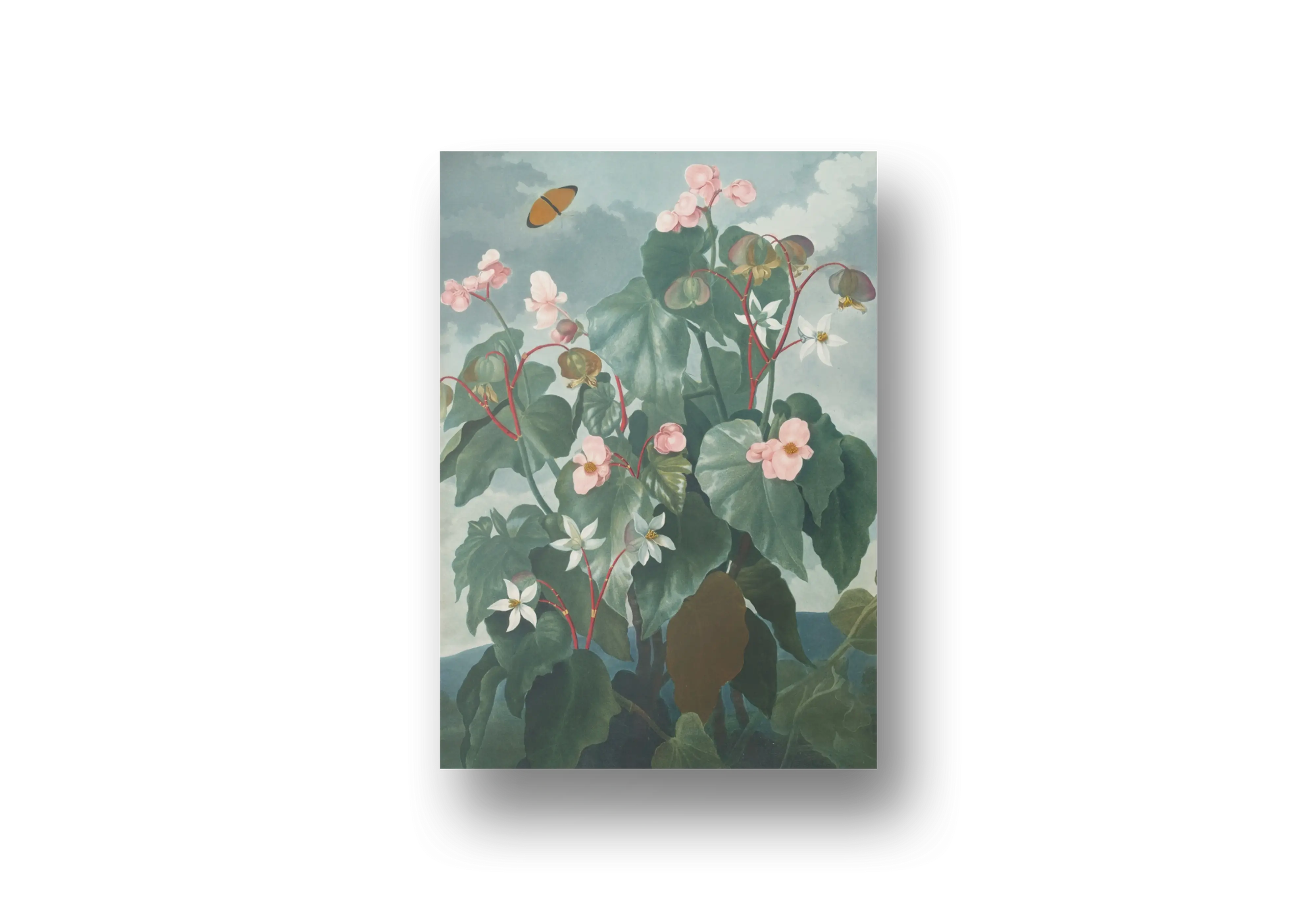 Oblique-Leaved Begonia Canvas – Classic Botanical Floral Wall Art