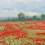 Thumbnail: Red Wildflower Field Landscape Wall Art with Serene Nature Theme