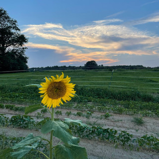 sunflower in the field