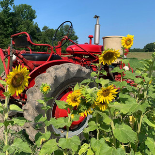 tractor & sunflowers