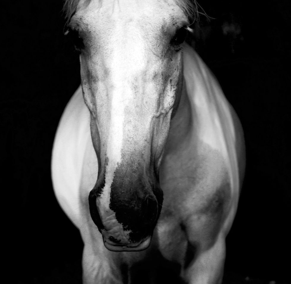 Das schiefe Pferd
