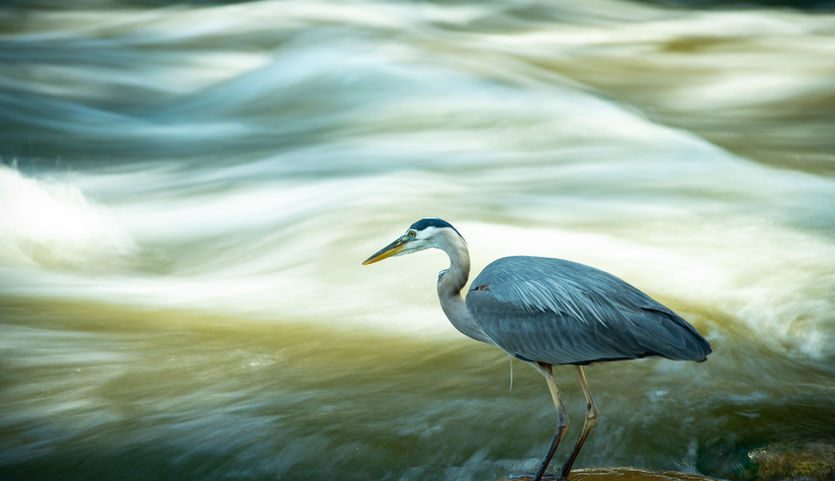 Finalist: Mr. Heron