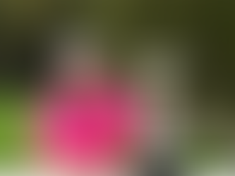 ‘BEEF’ JOHNSTON PLANS TO ‘GET HAMMERED’ AFTER FIRST VICTORY