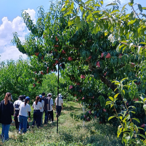 テクテク桃の木の歩道です