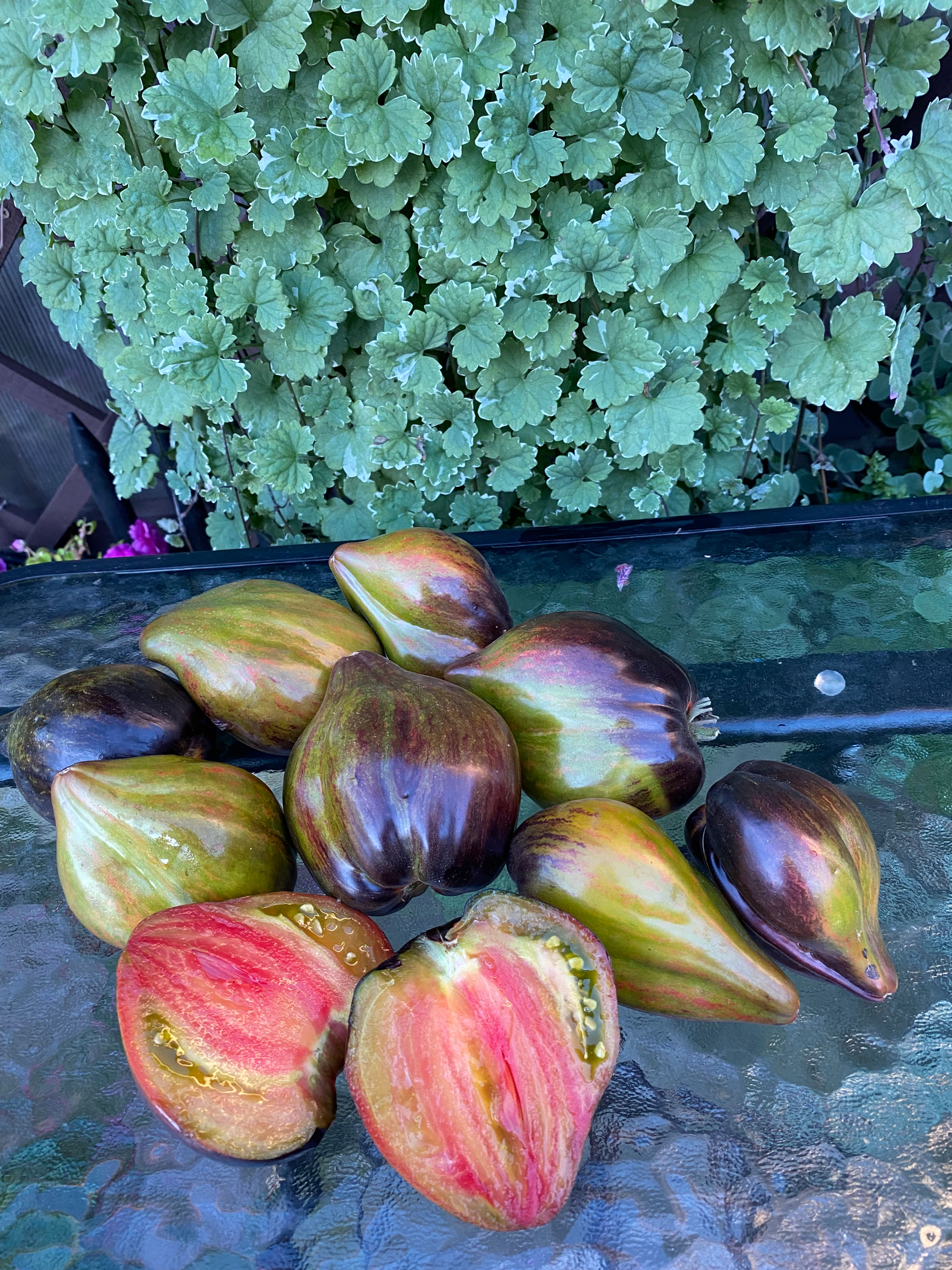 Emerald Rain F6 / Изумрудный дождь F6 ( Россия)