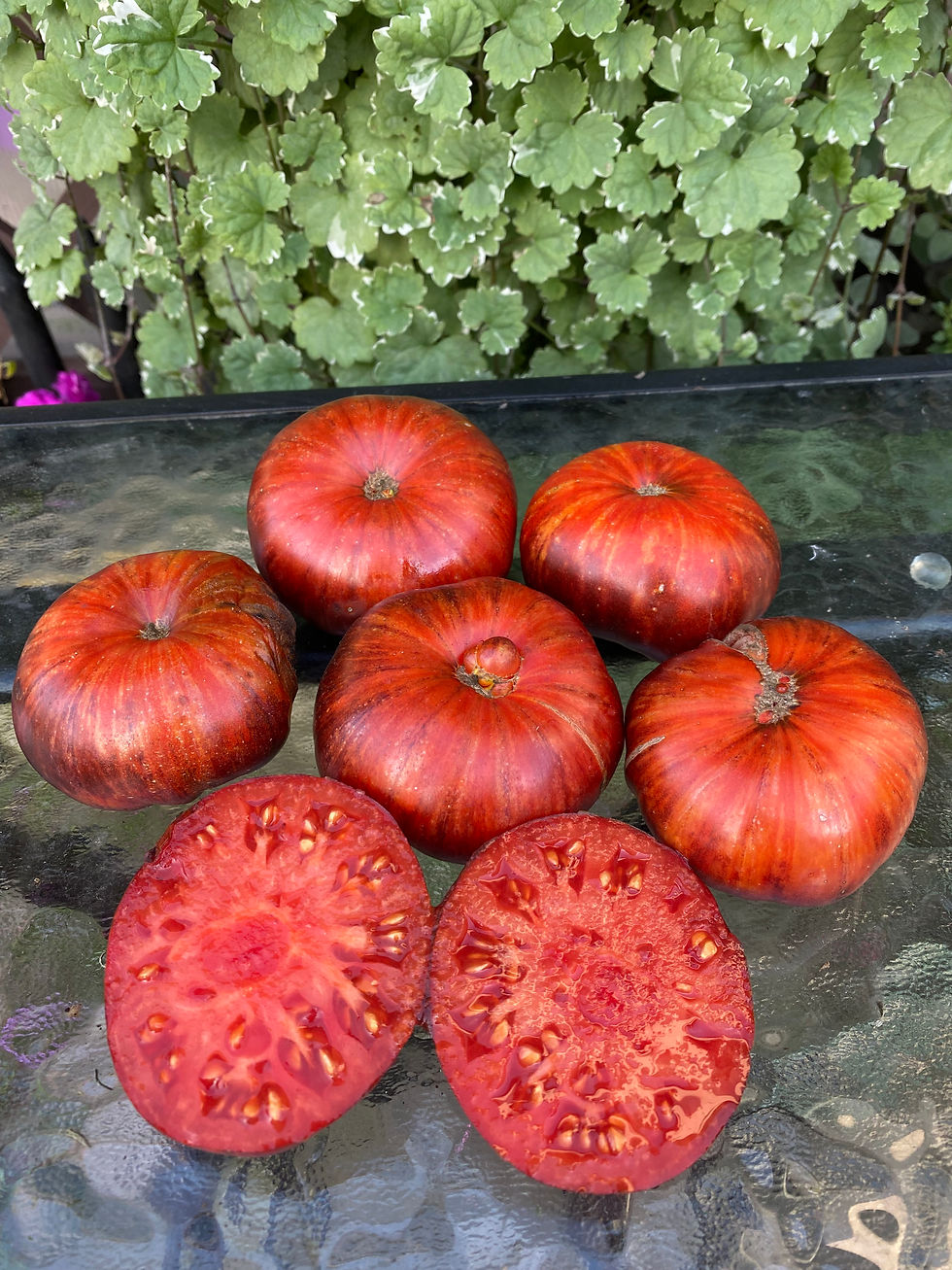 Solar Eclipse / Солнечное затмение (Россия)