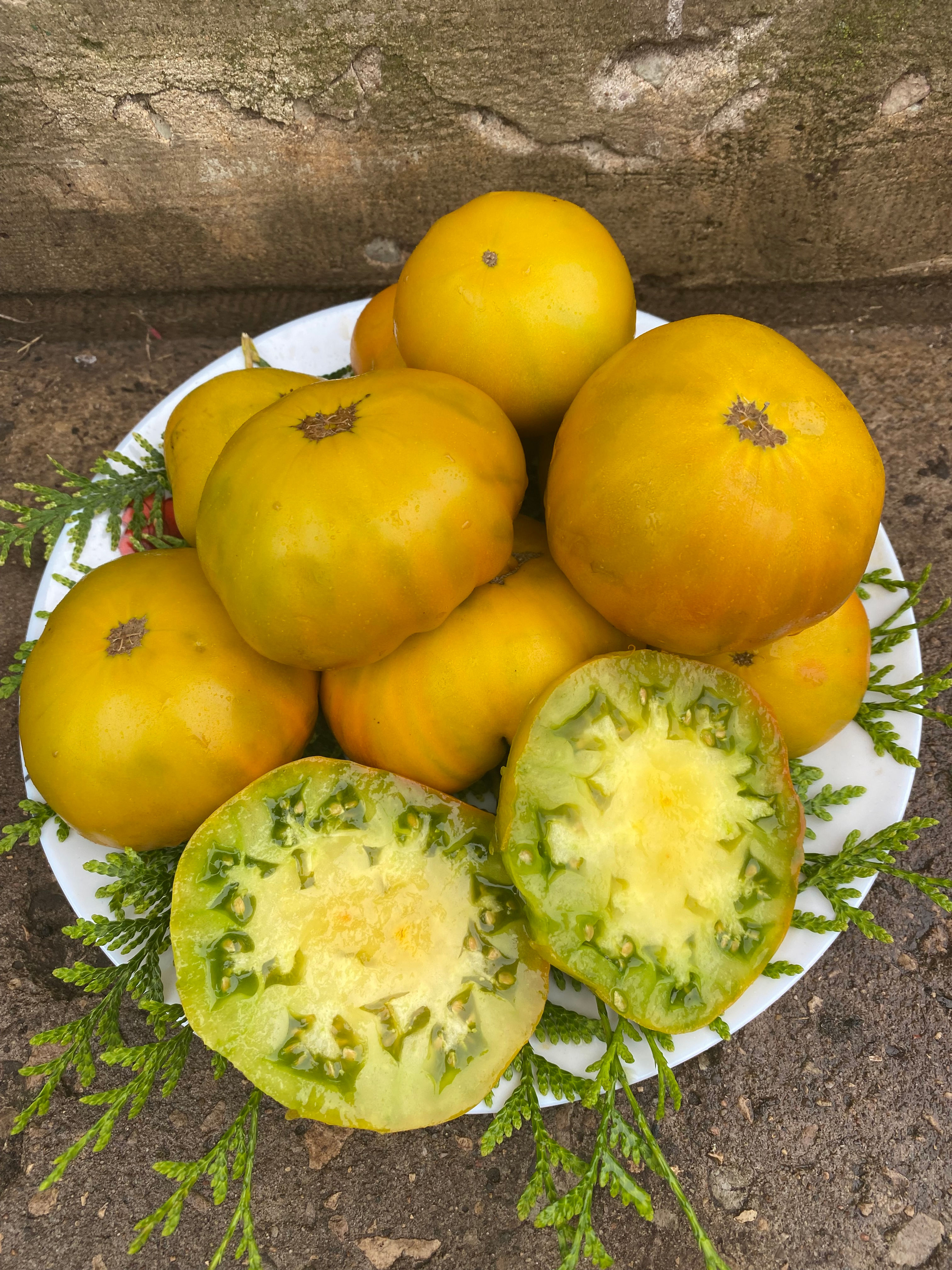 Cherokee Green Gold / Золото Чероки грин