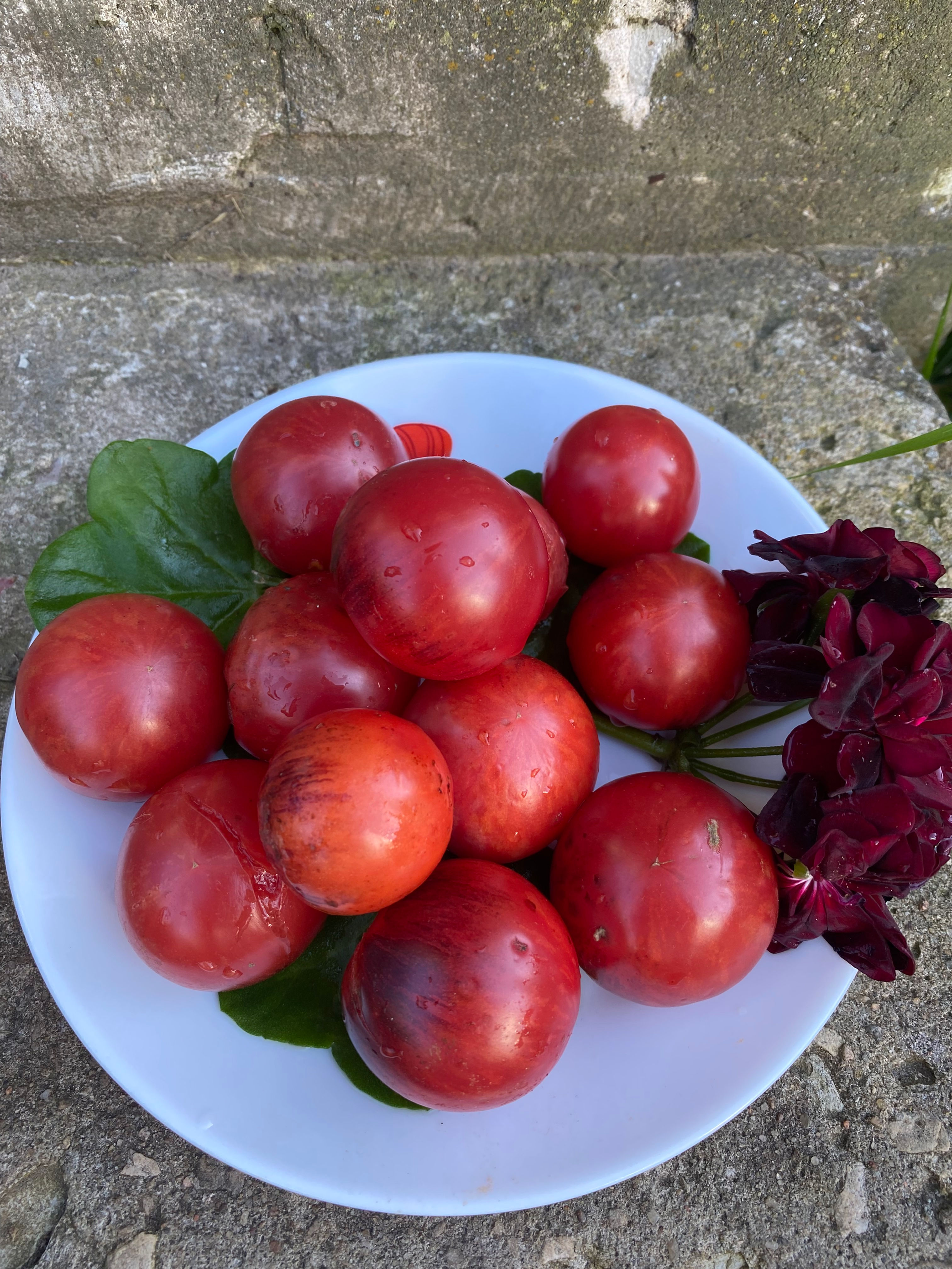 Märchenglanc / Сказочный блеск