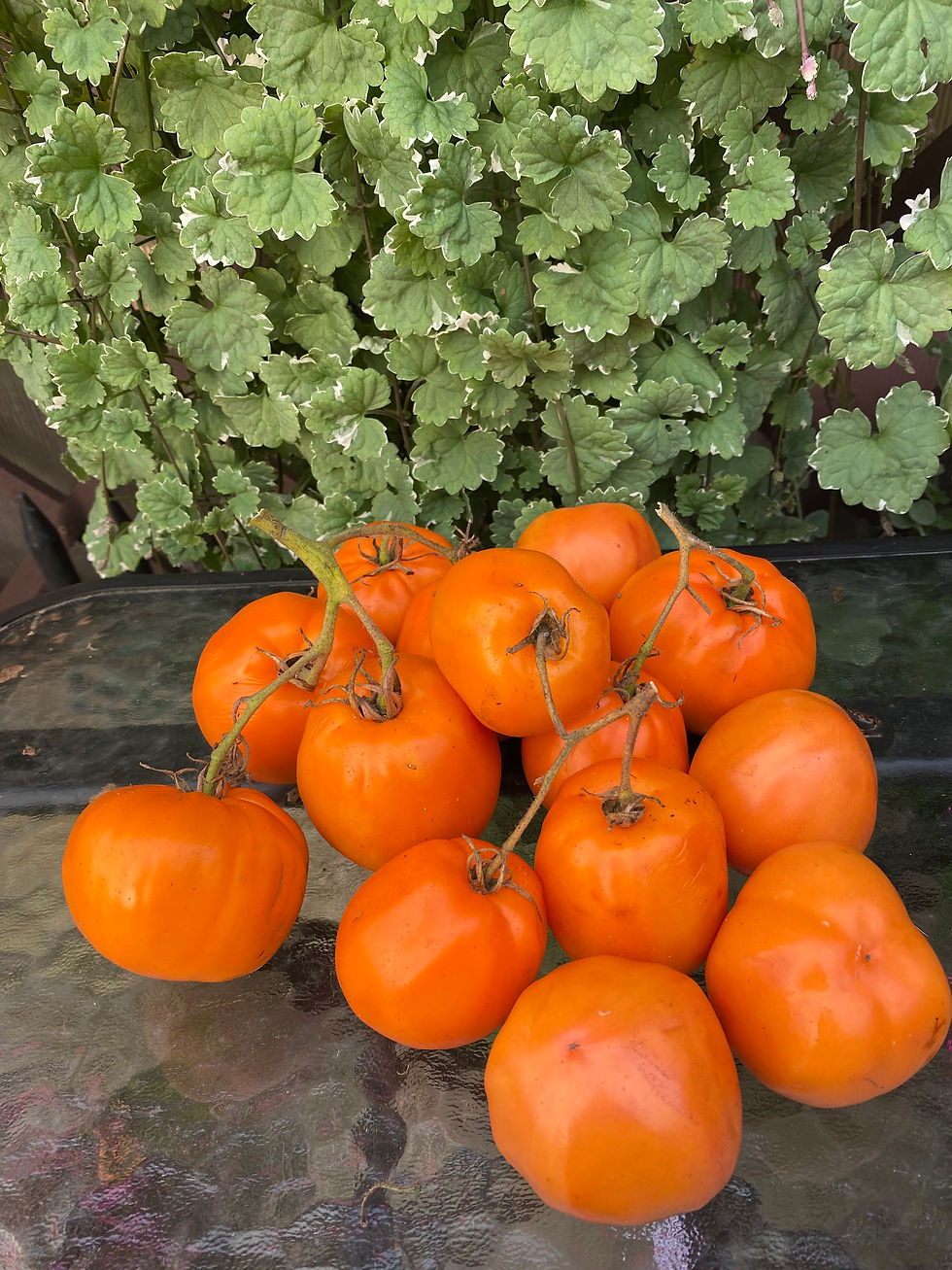 Regalo Daii’Italia /  Подарок из Италии