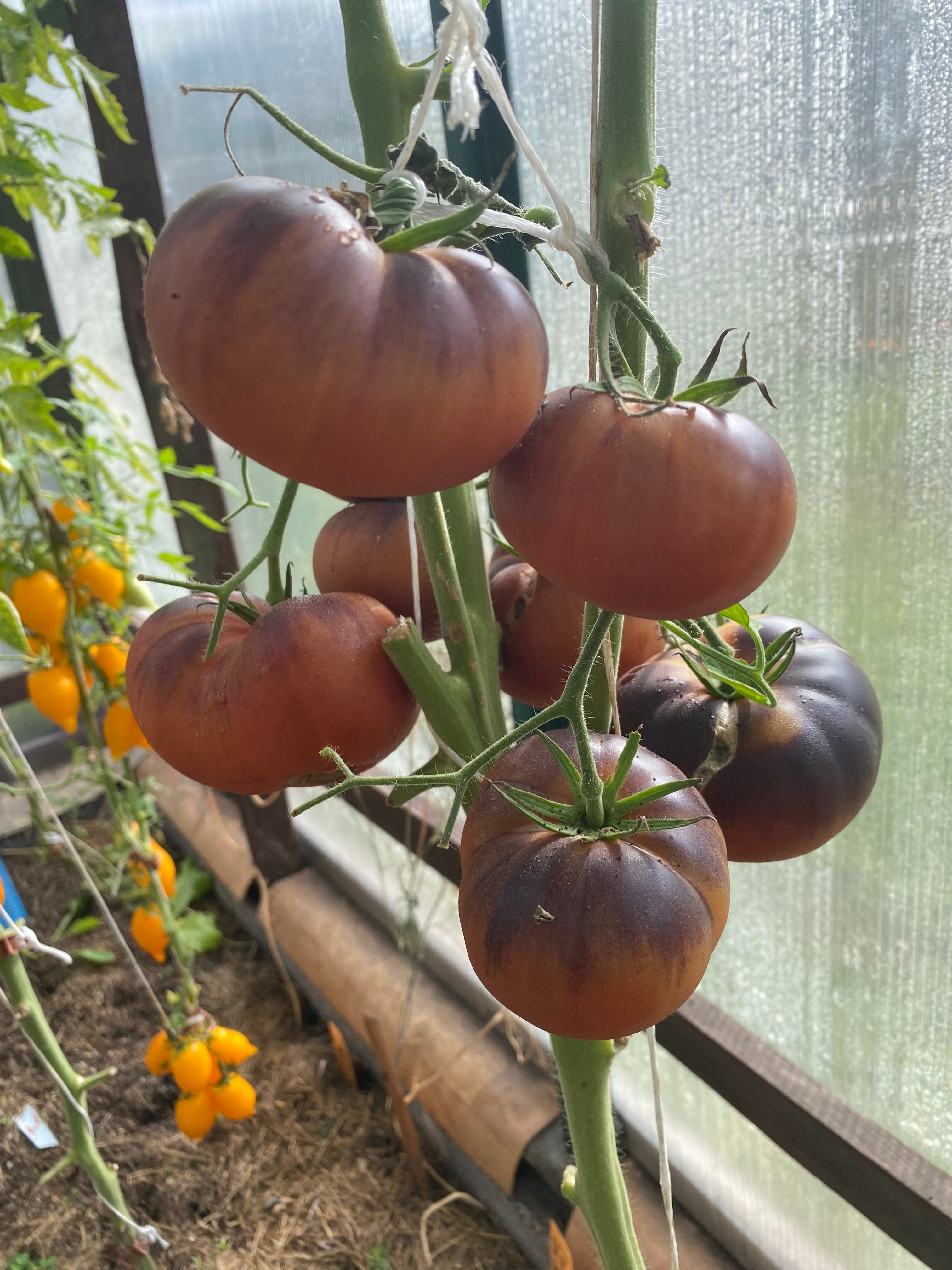 Unknown brilliance / Неизвестный блеск, Латвия