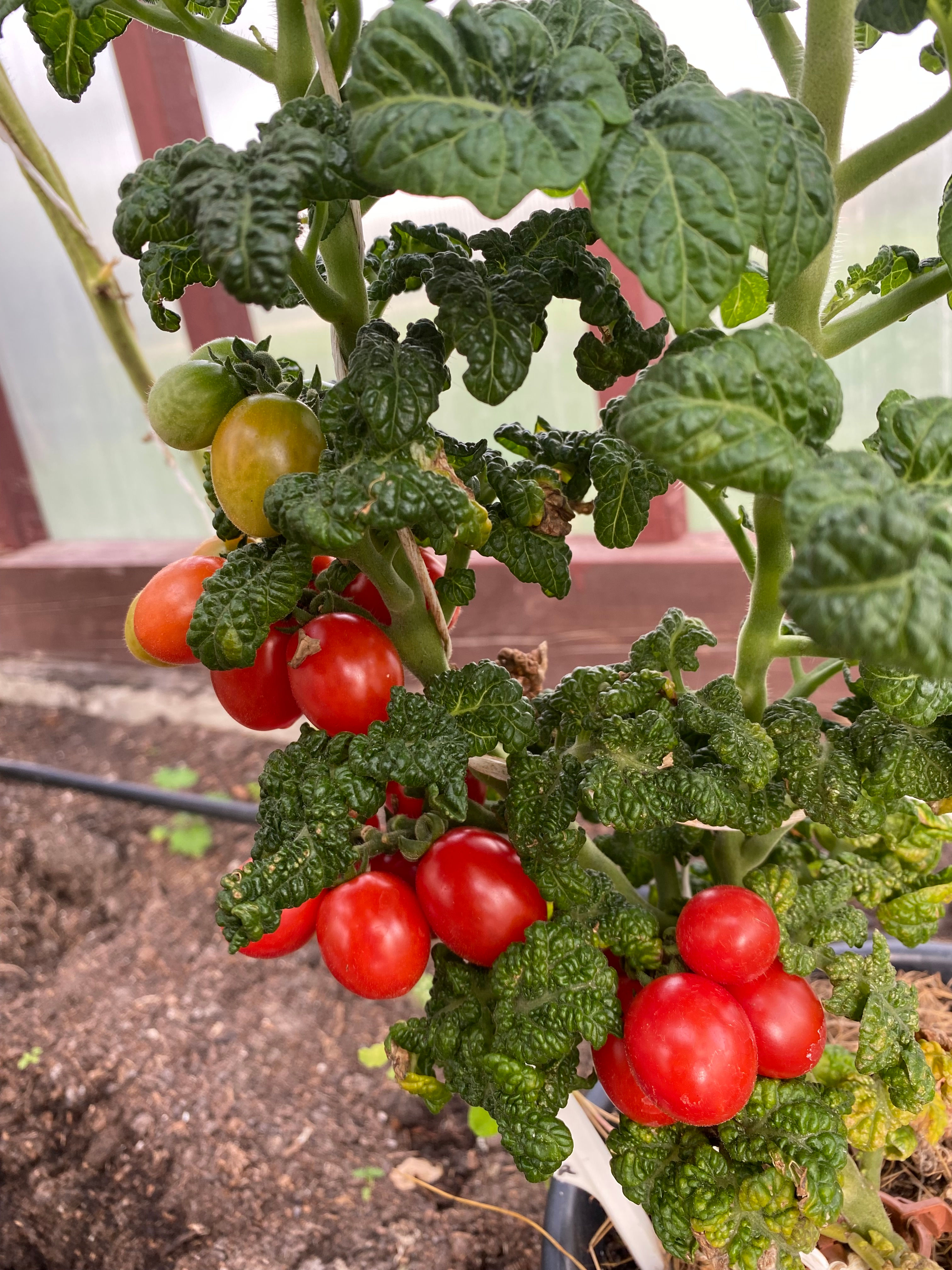 Curly Kaley / Кудрявый Кейли
