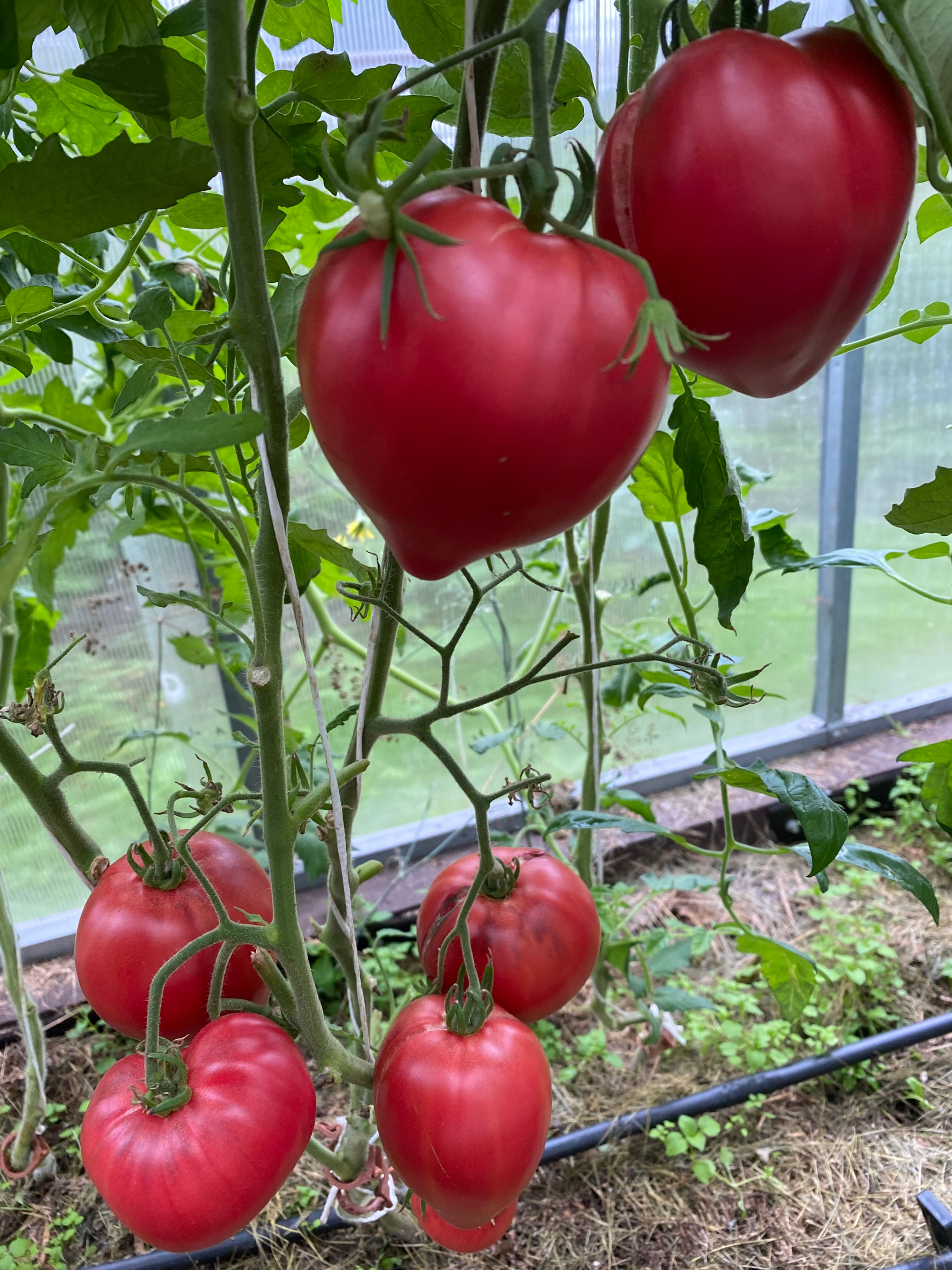 Strawberry Sergeant / Клубничный сержант ( Россия)