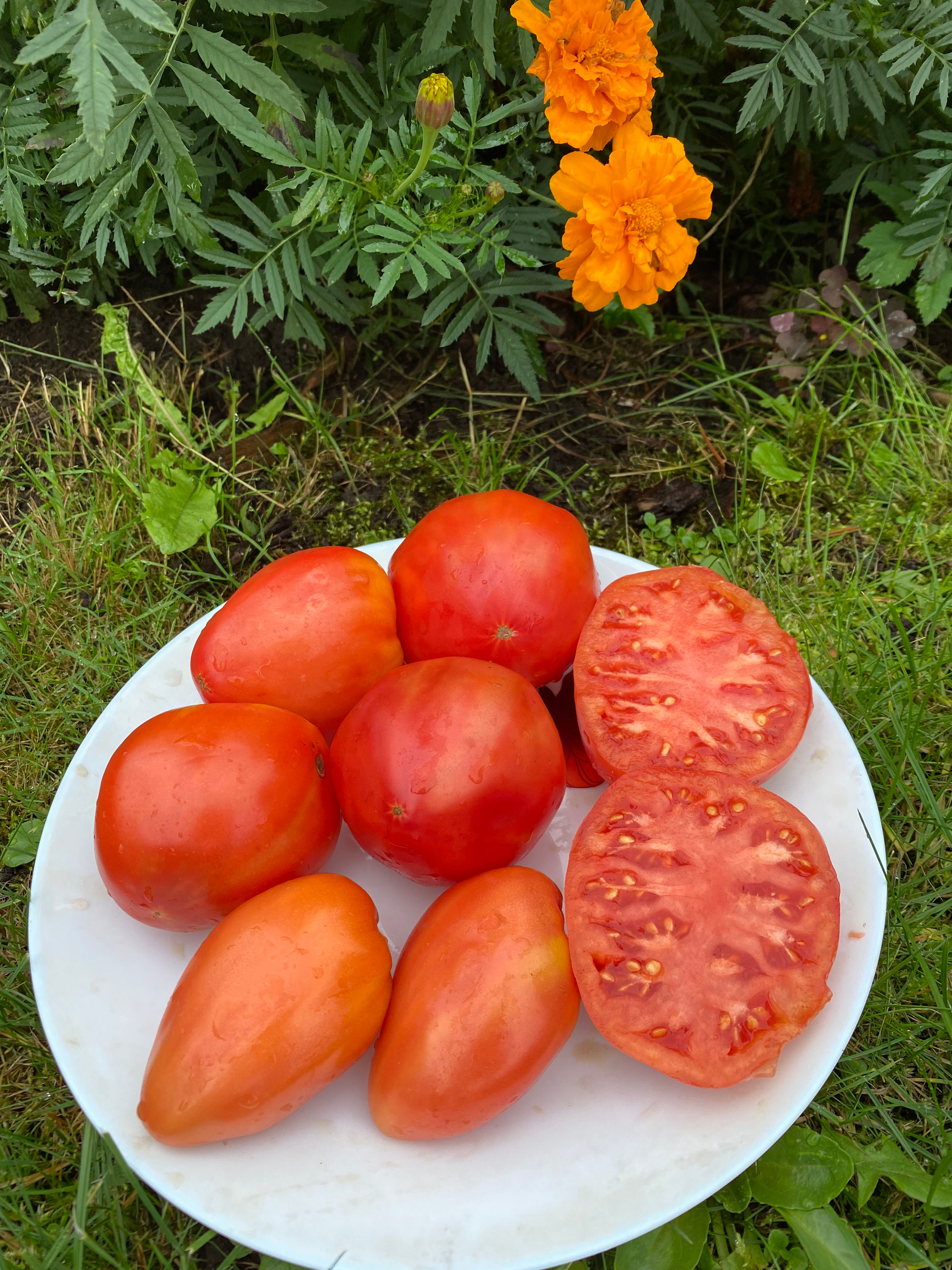 Grandpa's Cock's Plume / Дедушкино петушиное перышко
