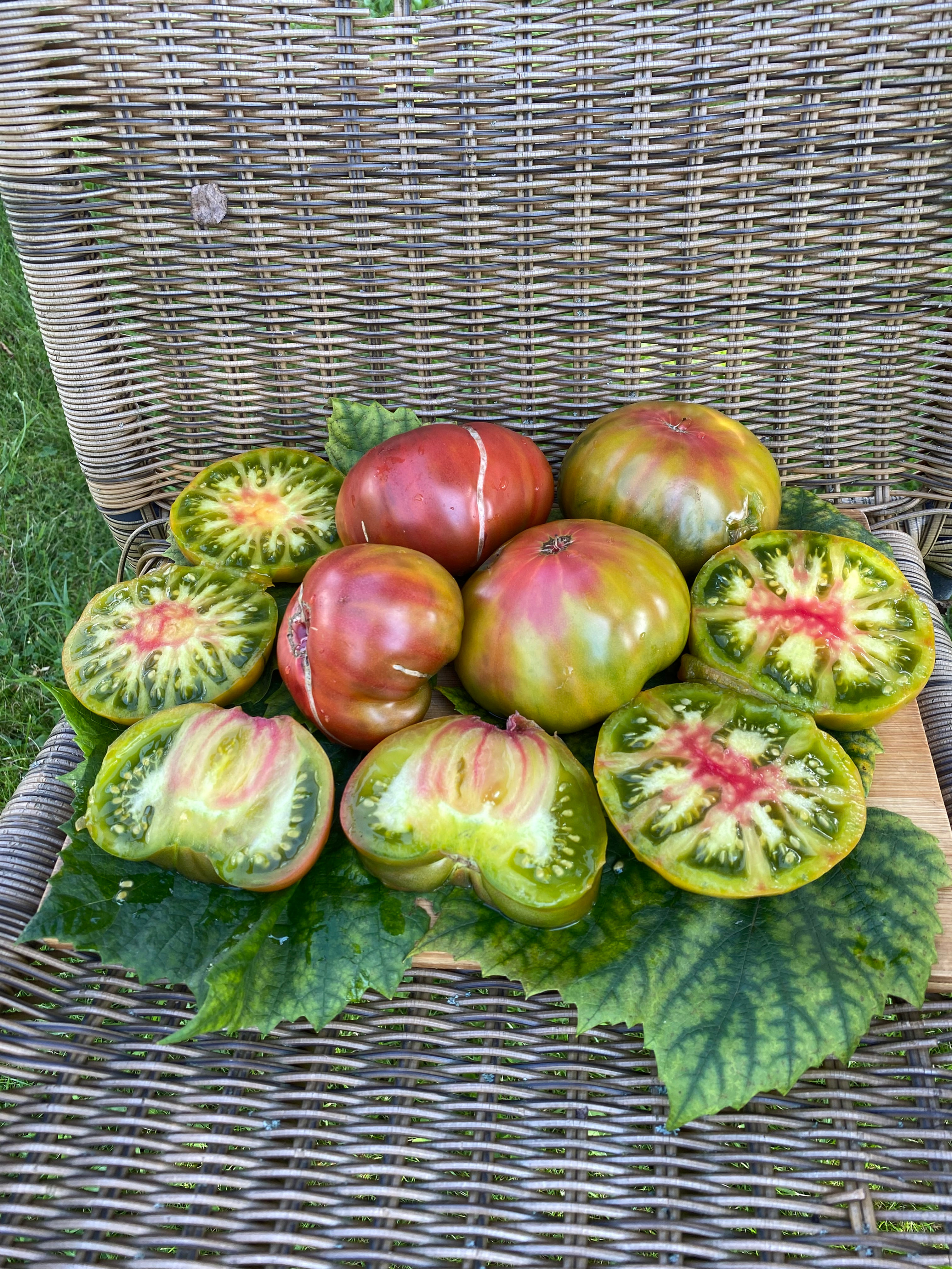 Twilight tricolor / Сумерки (триколор)