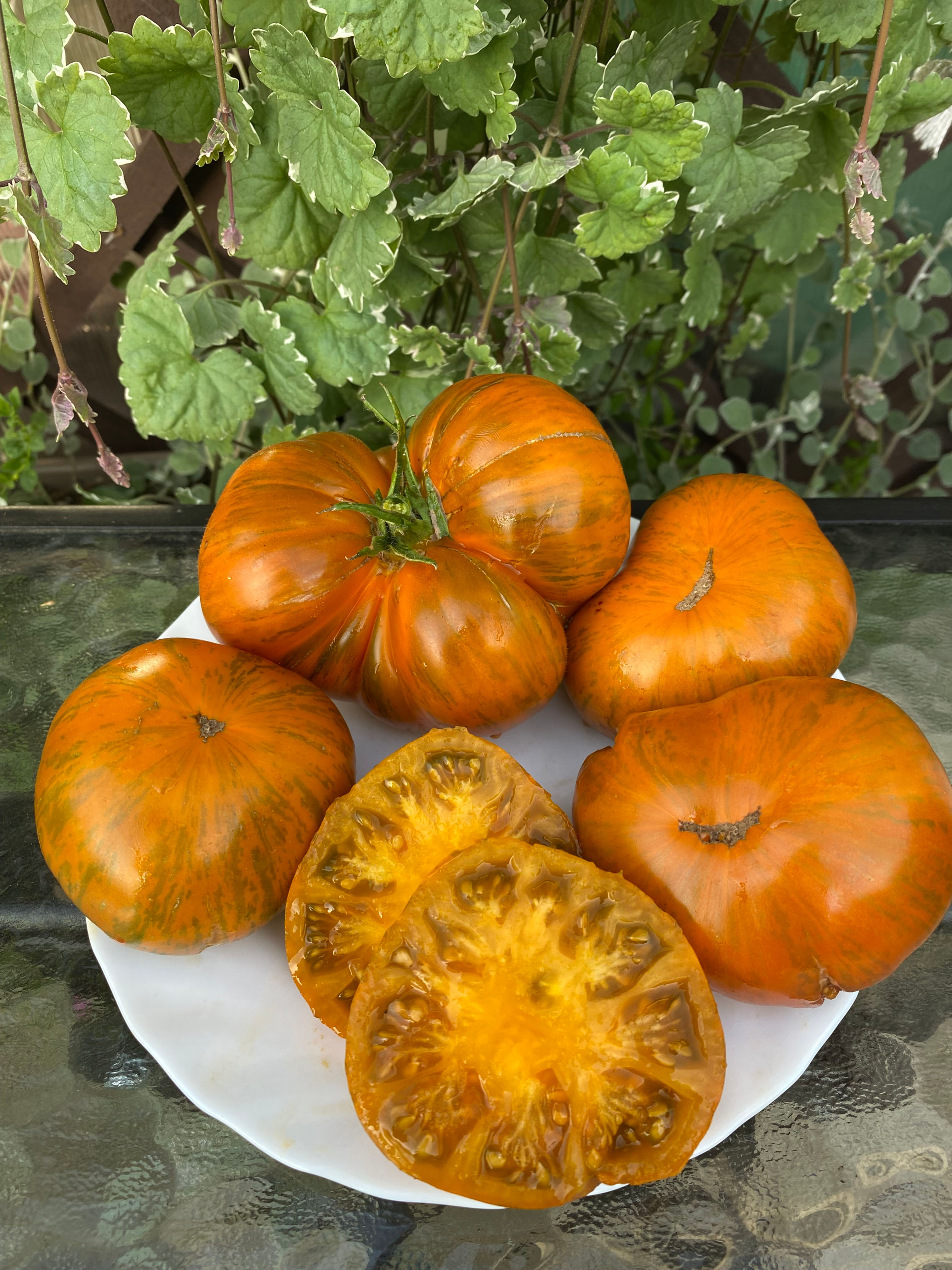 Butterscotch Stripes / Ириска полосатая ( США)