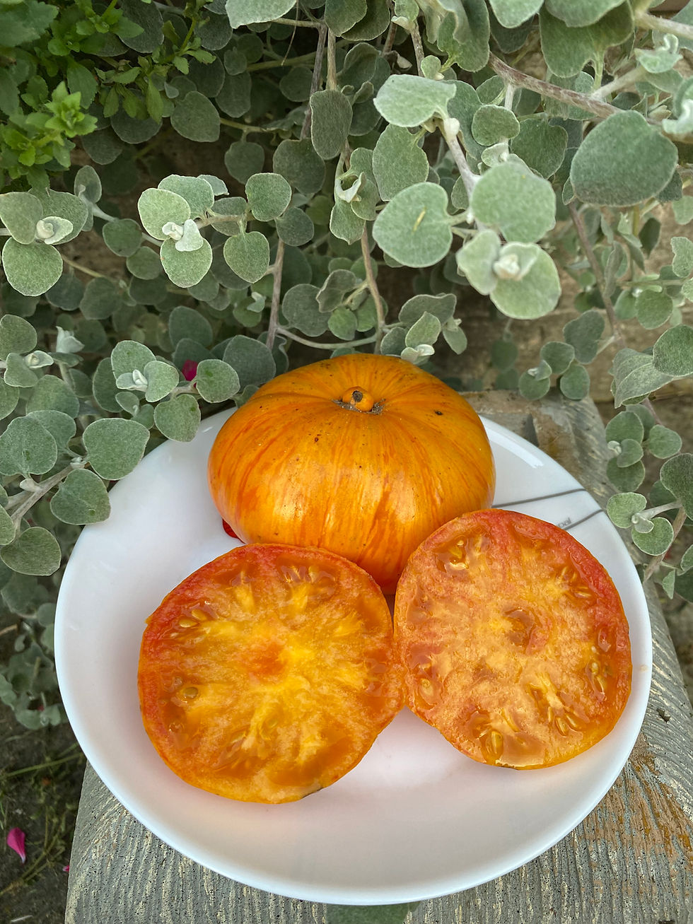 Benevento Marmo /Беневенто Мармо ( США)