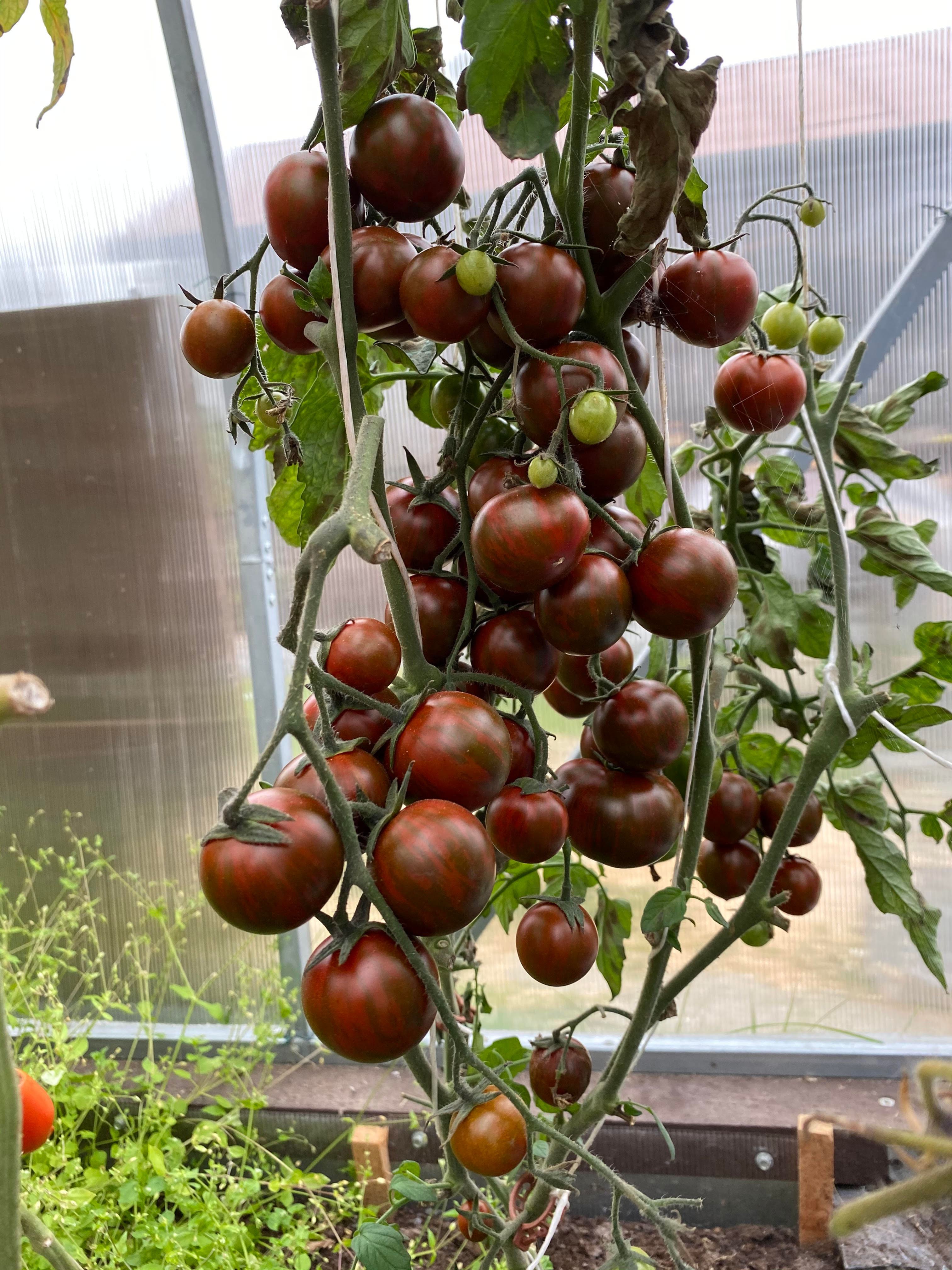 Striped Flight / Полосатый рейс