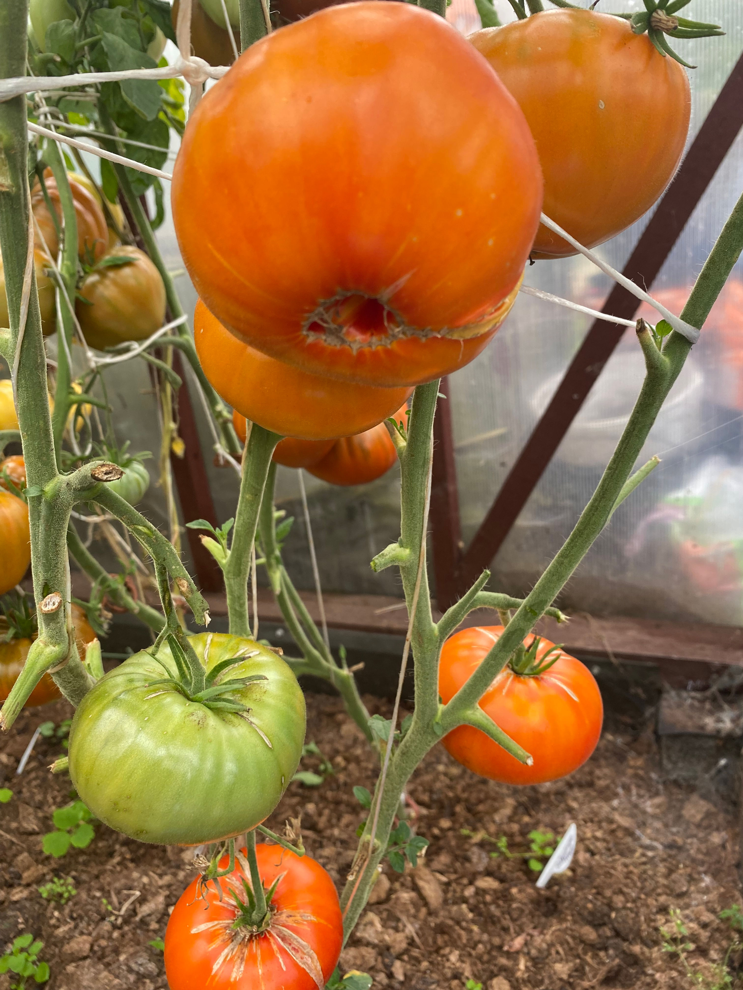 Blushing Bride / Застенчивая невеста