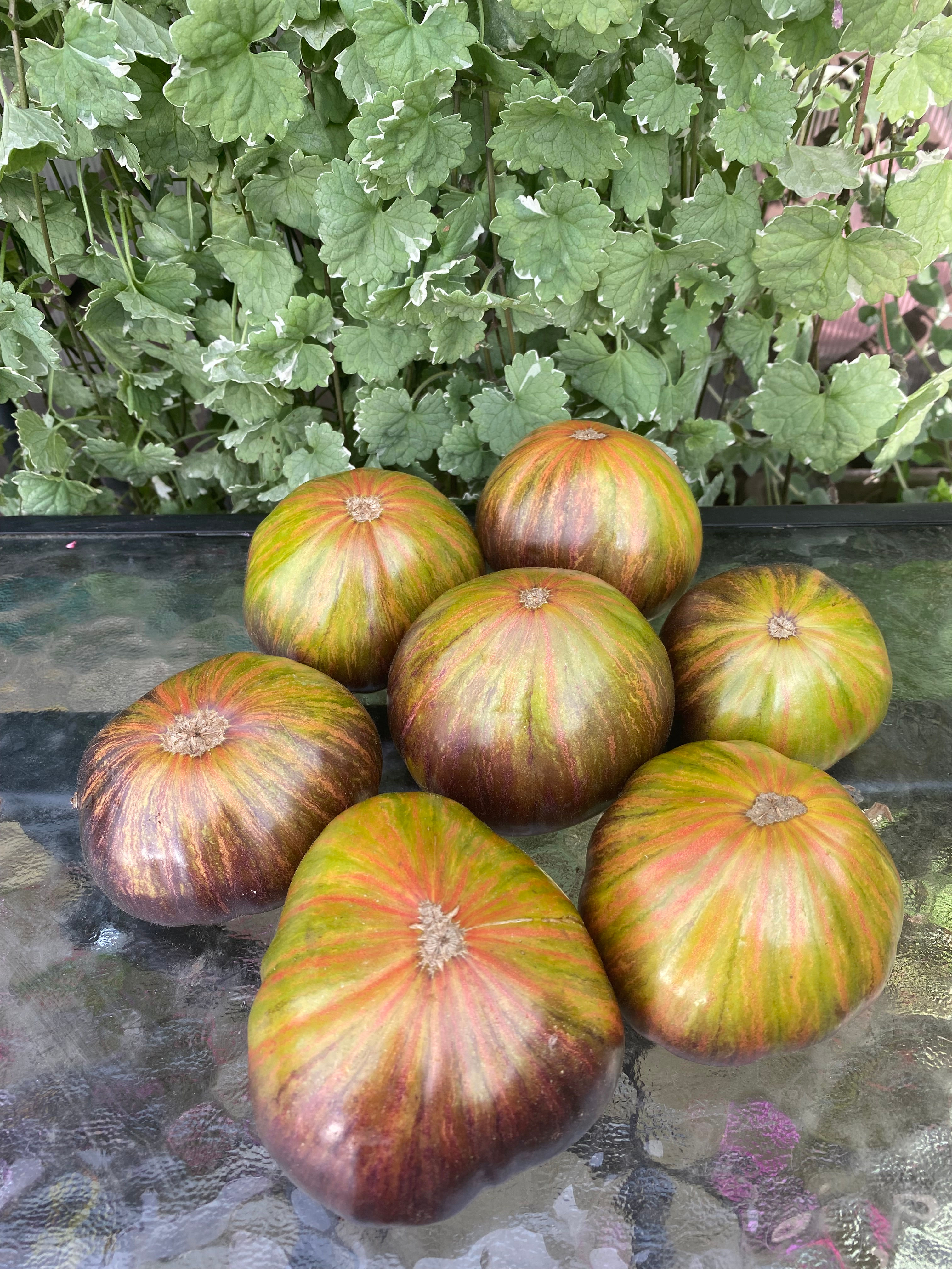 Blue Baltic Chocolate F3 / Синий Балтийский Шоколадный ( Латвия)