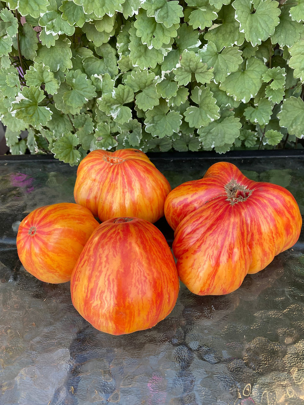 The Oxbow striped Heart / Воловье сердце полосатое (Украина)