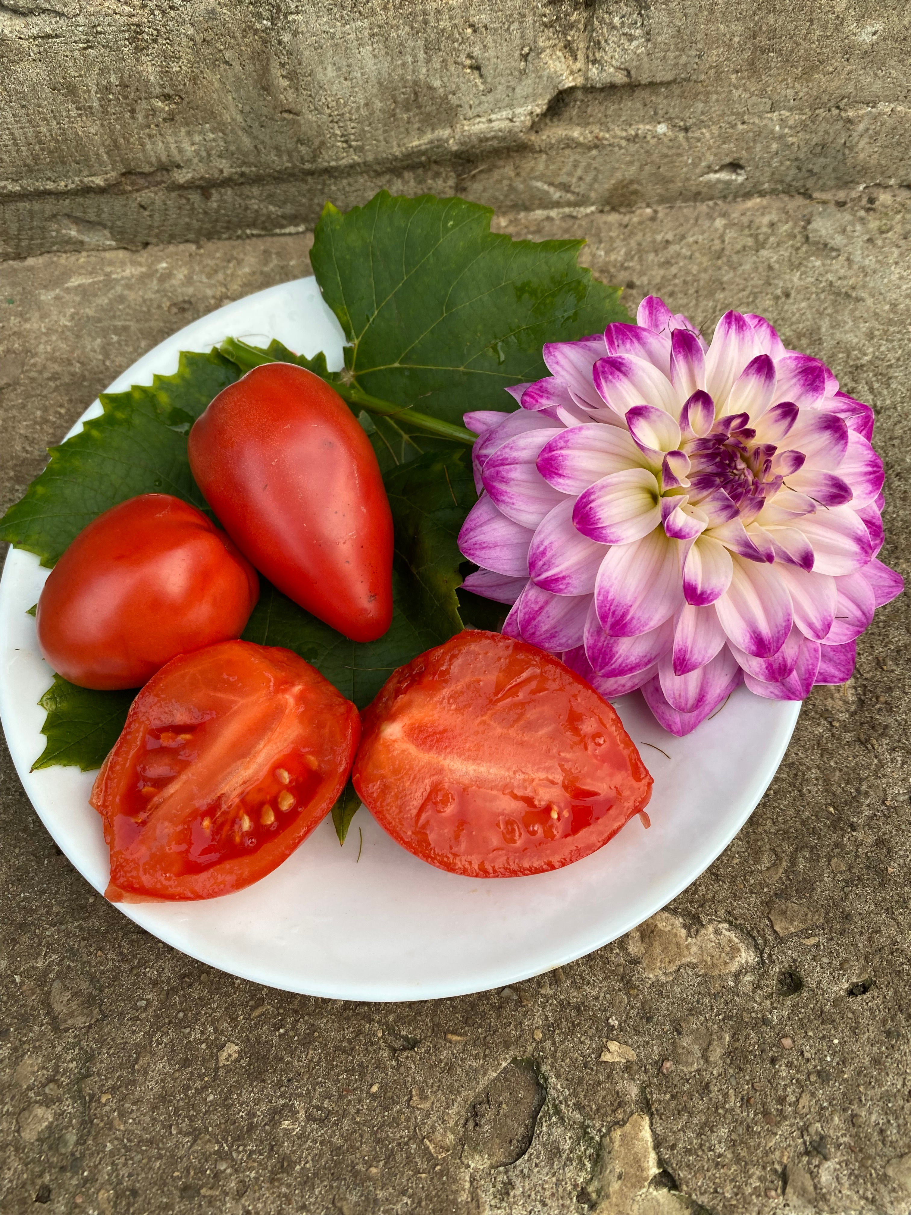 Dwarf Melanie's Ballet / Гном Балет Мелани