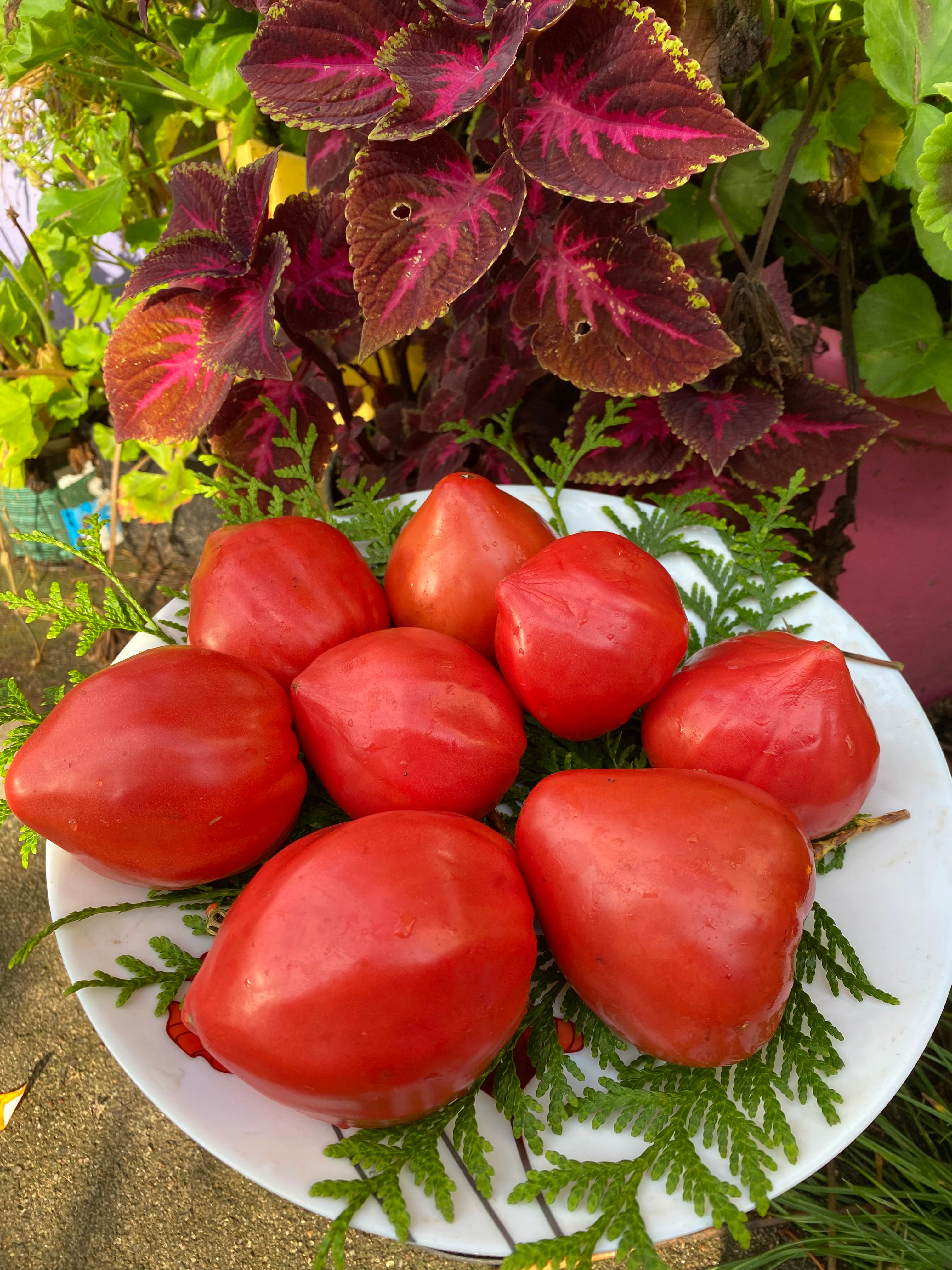 Reif Red Heart / Рейф красное сердце (Италия)