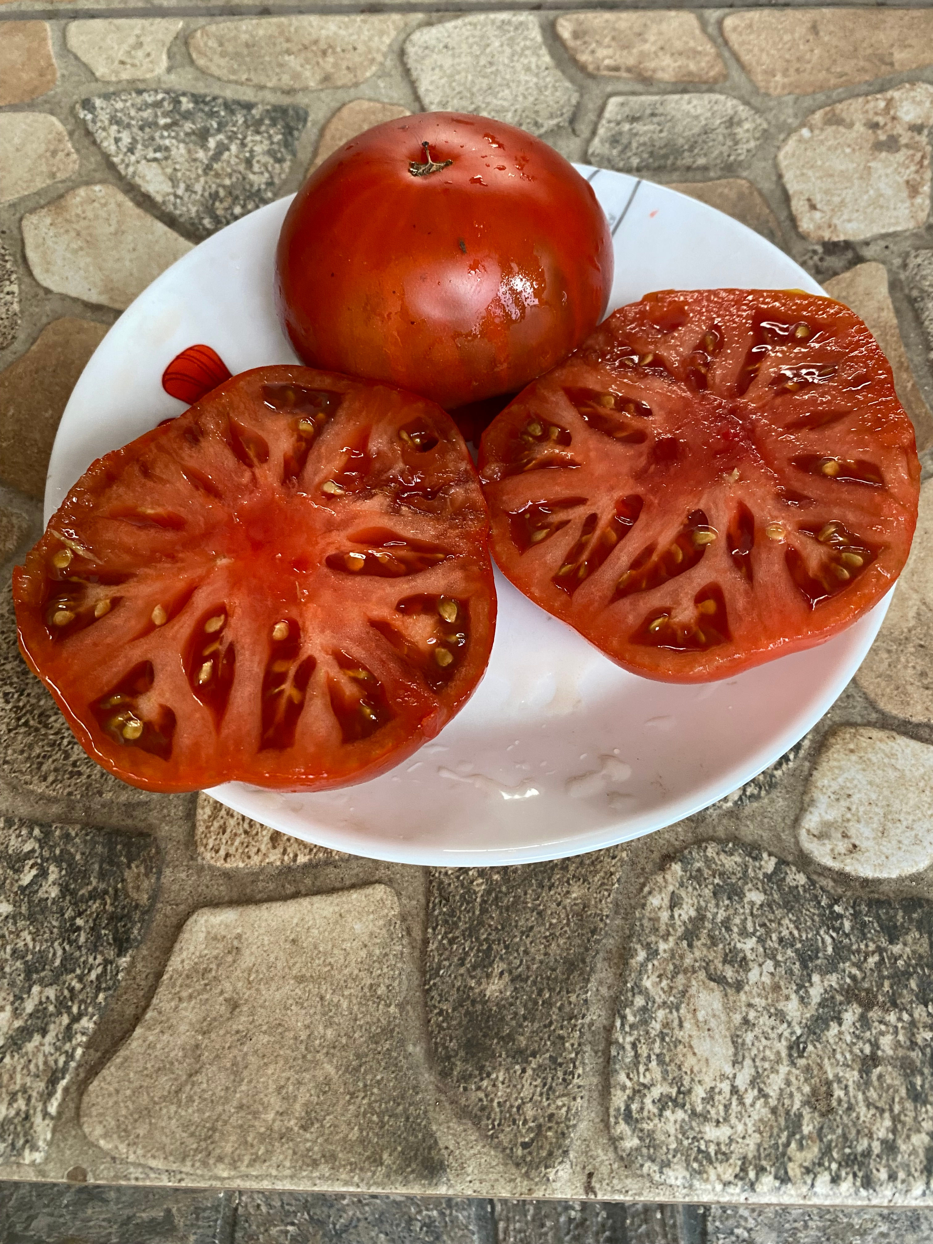 Dwarf Tasmanian chocolate / Гном Тасманский шоколад, США