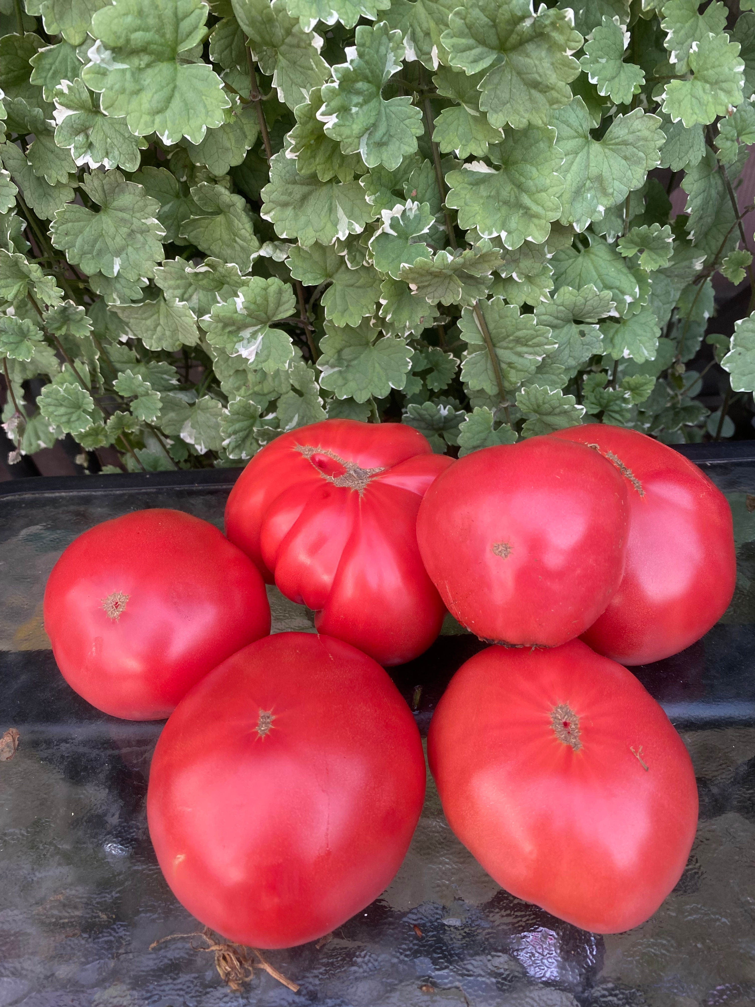 Gordal Valenciano / Сокровище Валенсийского сада ( Испания)