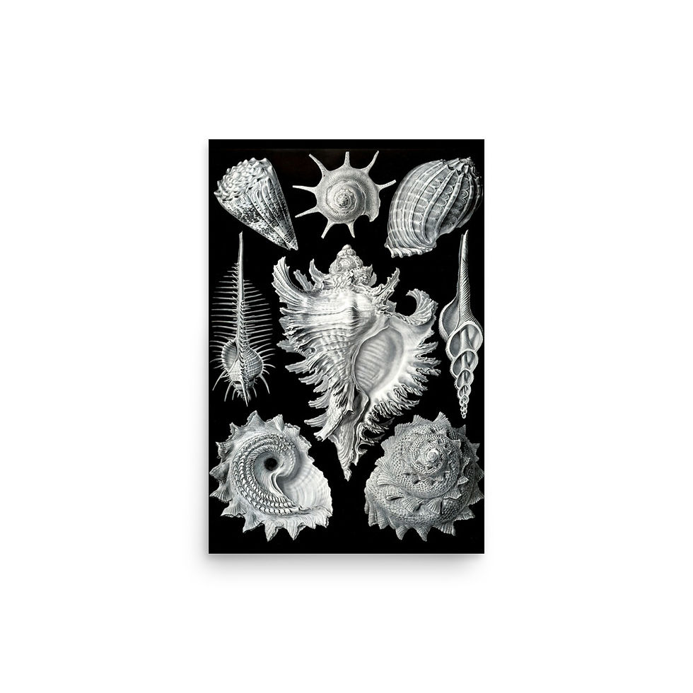 Thumbnail: Ernst Haeckel Poster (Shells)