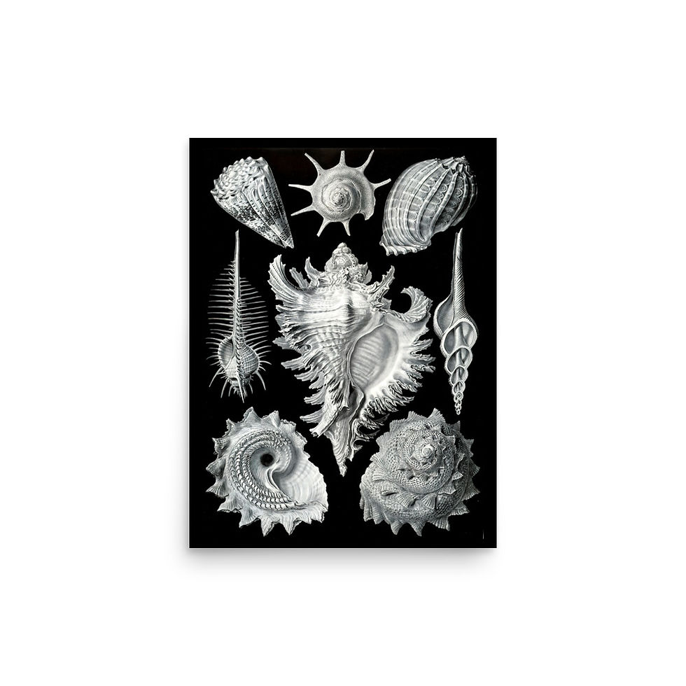 Thumbnail: Ernst Haeckel Poster (Shells)