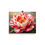Thumbnail: Striped Red Peony Poster