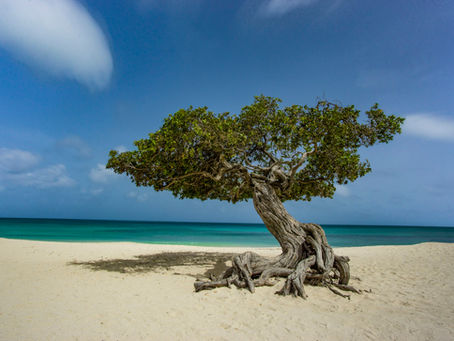 Aruba Is the Driest Island in the Caribbean, and That Changes What a Ring Does on Your Finger