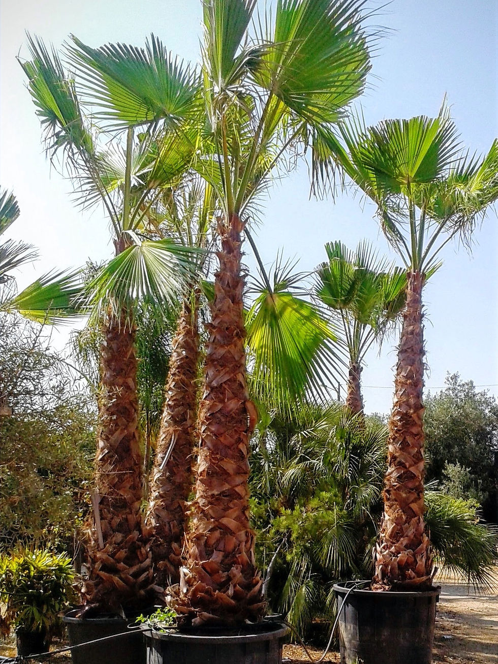 Washingtonia robusta