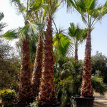 Washingtonia robusta