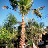 Washingtonia robusta