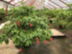 IMG_6493.jpeg
