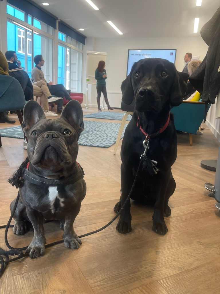 Looking for a dog trainer in Greater London: Learn how understanding dog body language and affective communication improves behaviour, trust, and training outcomes.