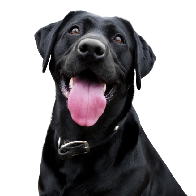 Labrador Retriever training