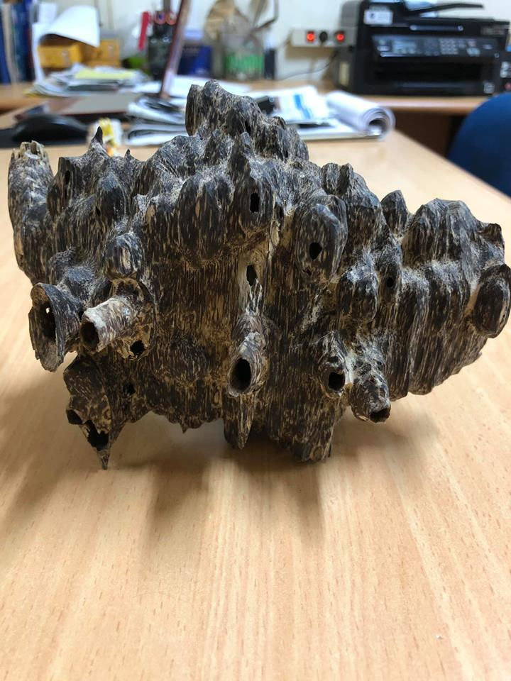 特殊的虫漏沉香,形状十分吸引藏者目光