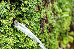 water feature renaissance garden Italy Angela Moonan