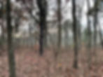 C6C0D982-78E5-4D9E-BC64-3A6426E0D900_1_105_c.jpeg