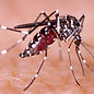 Dengue-Hematólogos en Tampico