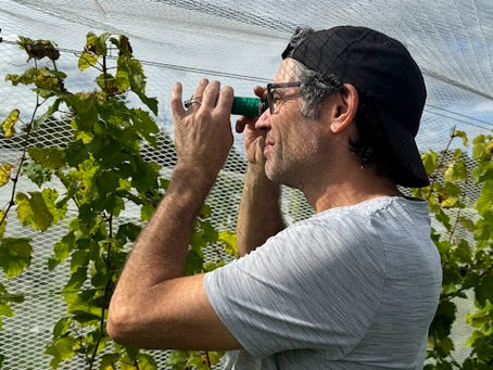 Winemaker who measures the sugar content of grapes