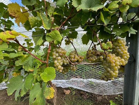 Riesling: The Most Misunderstood (and Most Fascinating) White Wine