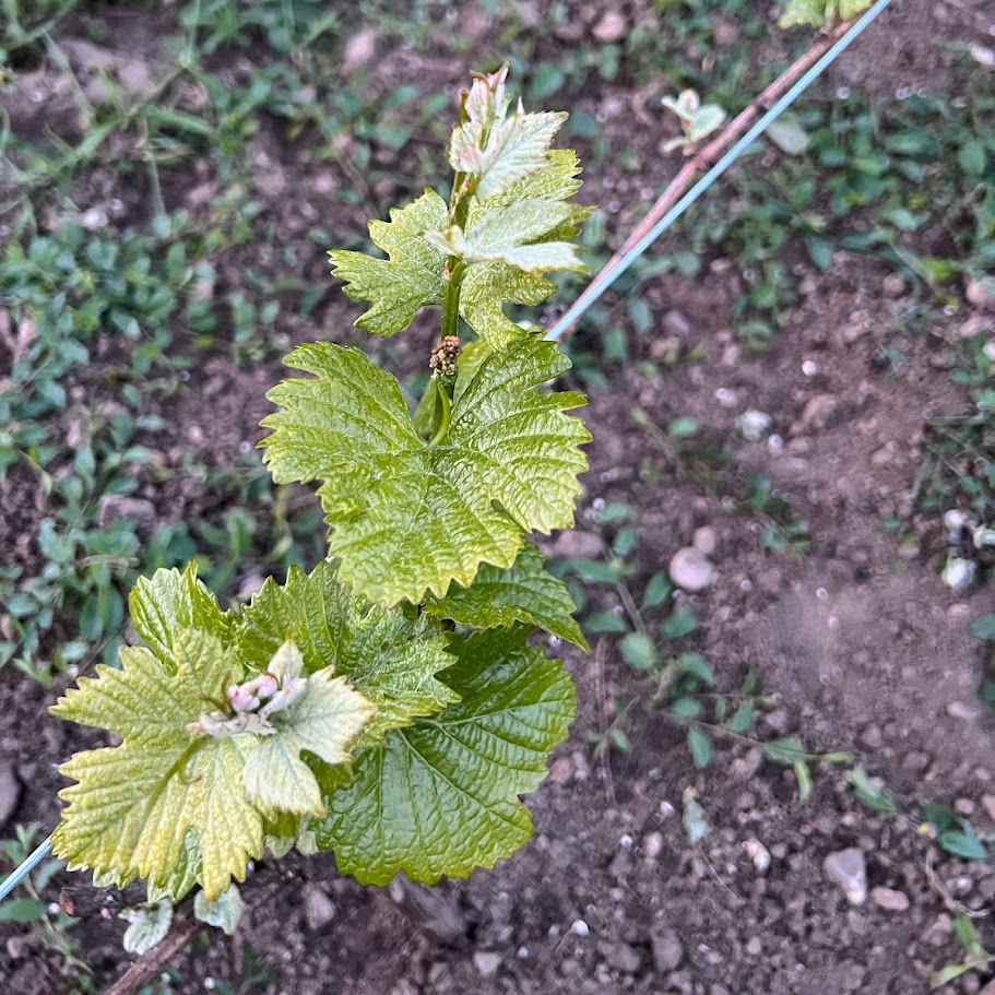 spring frost on vines