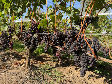 Merlot grapes at Hemmingford Winery