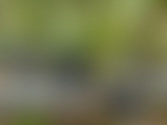 Vitis vinifera in Quebec