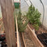 From Overgrown to Uplifted: How Gardening Nurtures Body and Mind