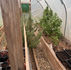 From Overgrown to Uplifted: How Gardening Nurtures Body and Mind